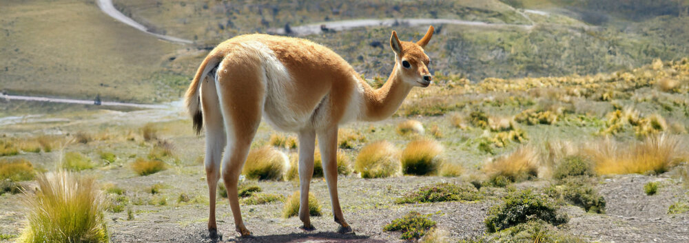 Ein wildlebendes Lama in einem Naturschutzgebiet in den Anden.
