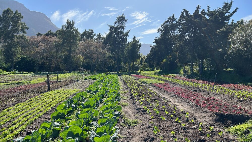 Ökologische Farm in Südafrika