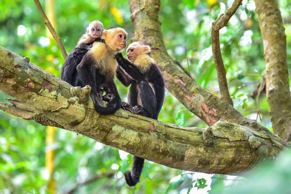 Nationalpark Projekt Costa Rica 