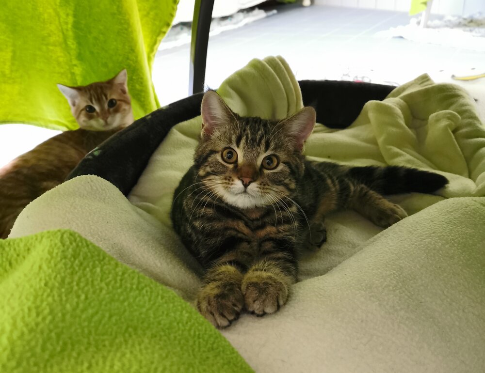 Eine Katze im Tierheim, einer FÖJ-Einsatzstelle bei Volunta.