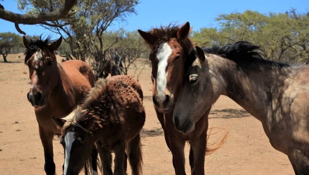 Chile, Projekt Lebenshof für Tiere
