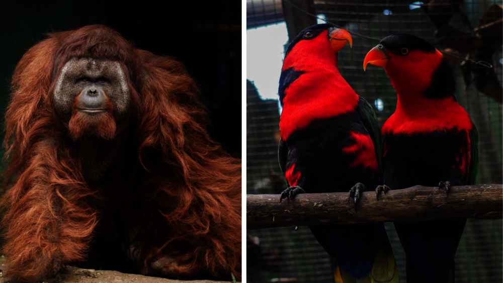 Volunteering Indonesien Wildtierprojekt
